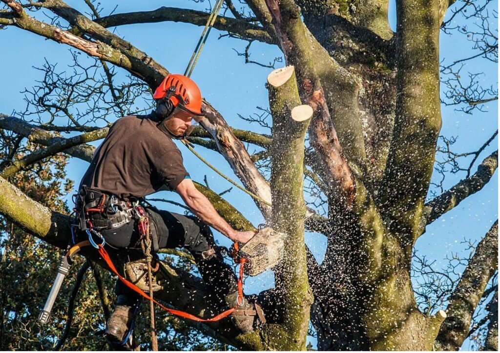 Baumpflege Baumschnitt Werl