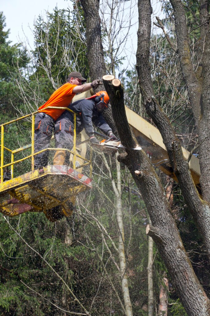 Baumpflege Baumkontrolle Werl