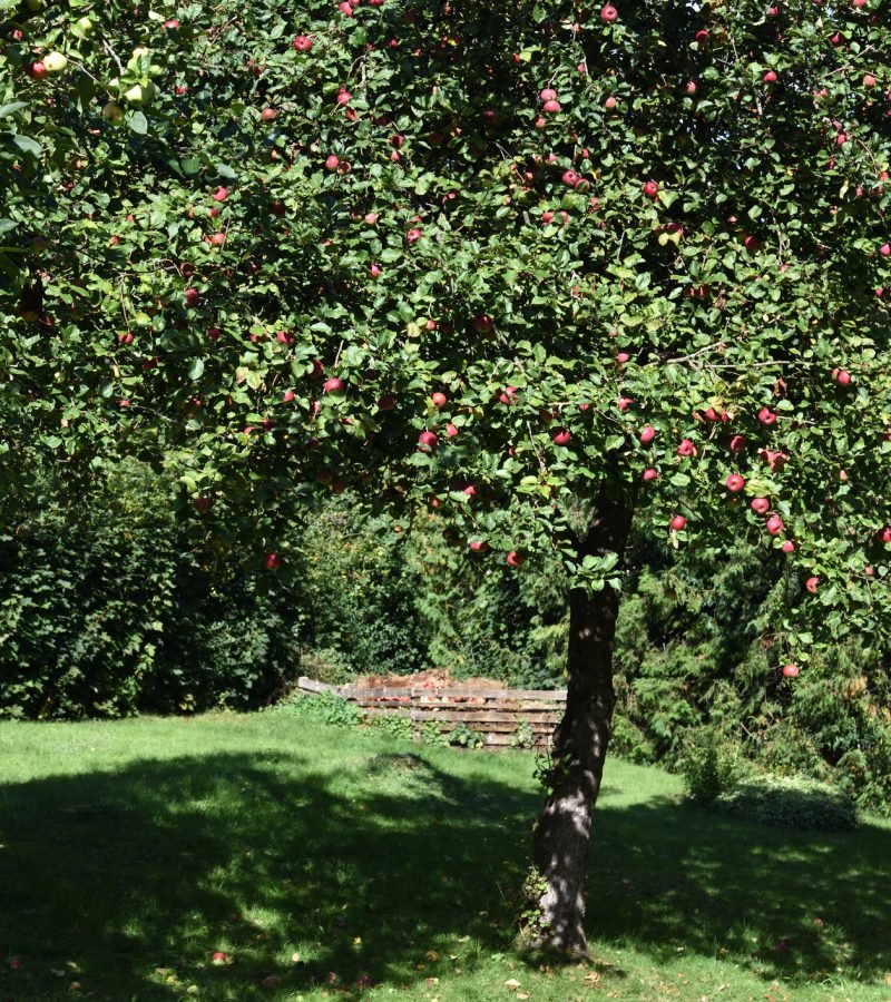 Obstbaumschnitt Baumpflege Werl